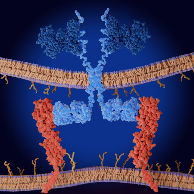 Light blue engineered receptor on a natural killer cell binds to red molecules on a cancer cell — health coverage from STAT