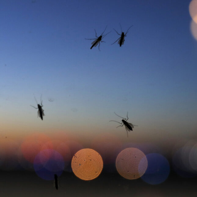 Blind mosquitoes, or aquatic midges are seen on a window at sunset at New Orleans Lakefront Airport. -- infectious disease coverage from STAT