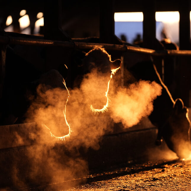 A file news photo of Dairy cows await feeding time, silhouetted against the sun