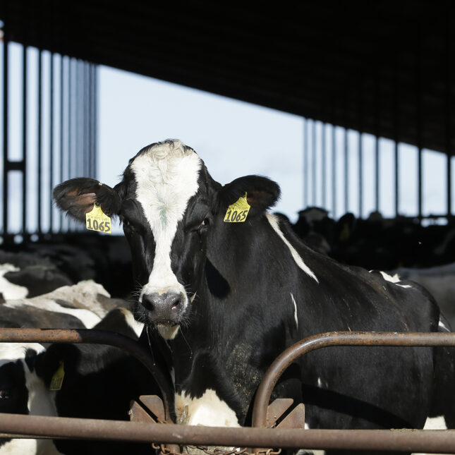 A cow looks up in a dairy farm surrounded by other cows — health coverage from STAT