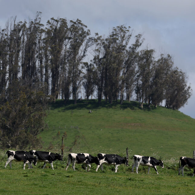 A herd of cattle walks in a line in a grassy field — First Opinion coverage from STAT